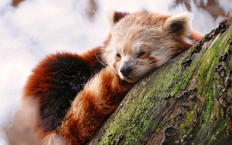 branch, plant, relaxation, mammal, no people, panda, one animal, tree, animals in the wild, trunk, 1080P, red, resting, animal head, red panda, animals