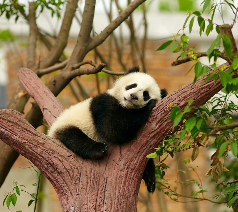 panda, plant, plant part, nature, endangered species, animals, panda - animal, one animal, relaxation, mammal, leaf, animal wildlife, giant panda, happy