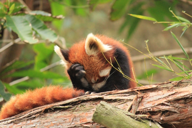 animal wildlife, animal, 4K, panda - animal, mammal, outdoors, vertebrate, plant, hair, sad, red panda, animal hair, tree, leaf, nature, day, animal themes