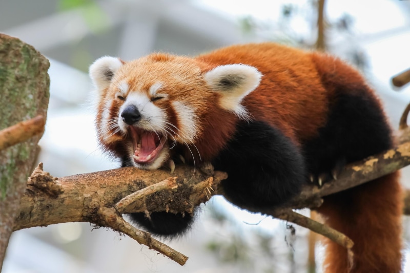 day, zoo, tree, mouth open, animals in the wild, nature, branch, animal, mammal, focus on foreground, one animal, no people, mouth, animal themes, close-up
