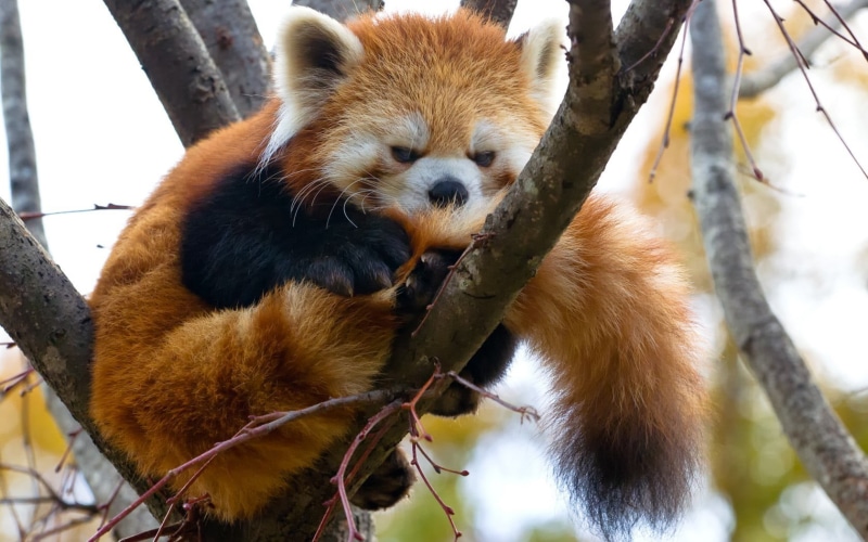 animal wildlife, animal themes, tree, focus on foreground, panda, animal, herbivorous, plant, panda - animal, animals, day, red panda, outdoors, nature