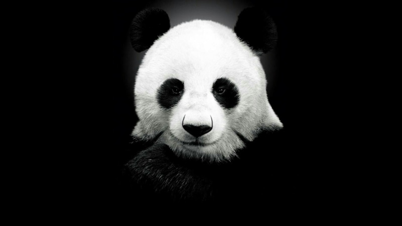 black background, fur, black, herbivorous, endangered species, close-up, animal head, bear, looking at camera, black and white, mammal, copy space, giant panda