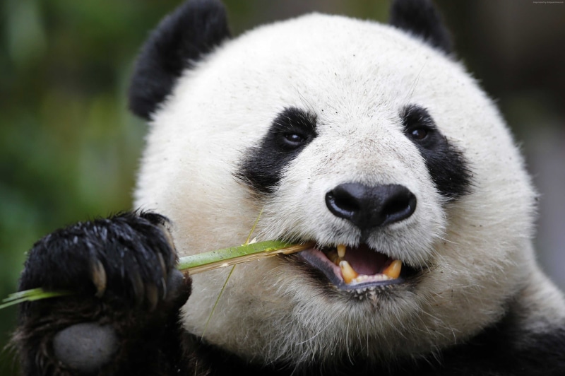 bamboo - plant, no people, Giant Panda Zoo, eating, mouth open, zoo, close-up, animal wildlife, animals in the wild, vertebrate, Panda, bear, focus on foreground