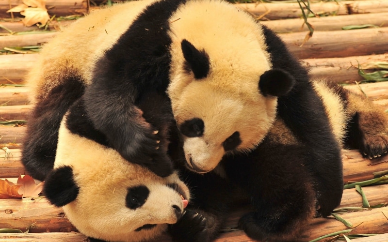 two, zoo, dog, young animal, no people, vertebrate, nature, brown, relaxation, animal themes, endangered species, plush, animals, mammal, panda - animal
