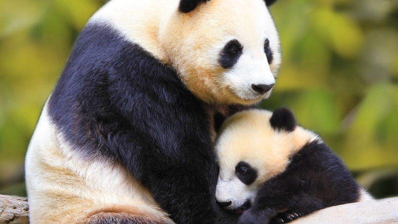 animals in the wild, no people, bear, day, sitting, panda, animal, zoo, 1080P, animal wildlife, giant panda, animal family, herbivorous, endangered species