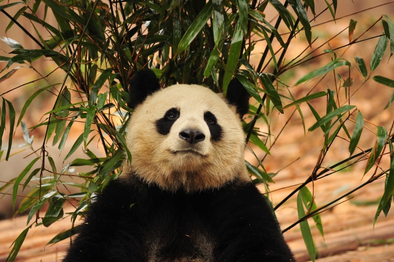 forest, outdoors, zoo, animal wildlife, sichuan Province, panda - Animal, focus on foreground, looking, giant Panda, endangered Species, chengdu, wildlife