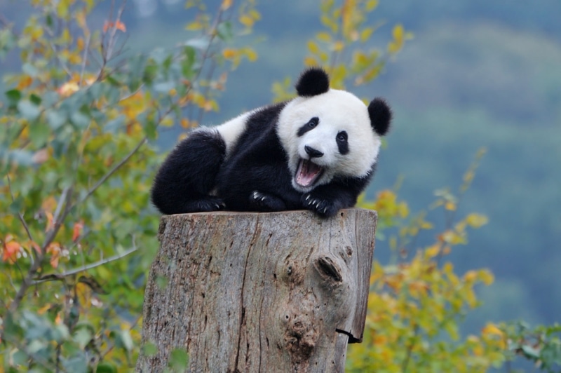 mammal, herbivorous, bamboo - plant, baby animals, tree, animal wildlife, Panda, bears, one animal, no people, animals in the wild, vertebrate, panda - animal
