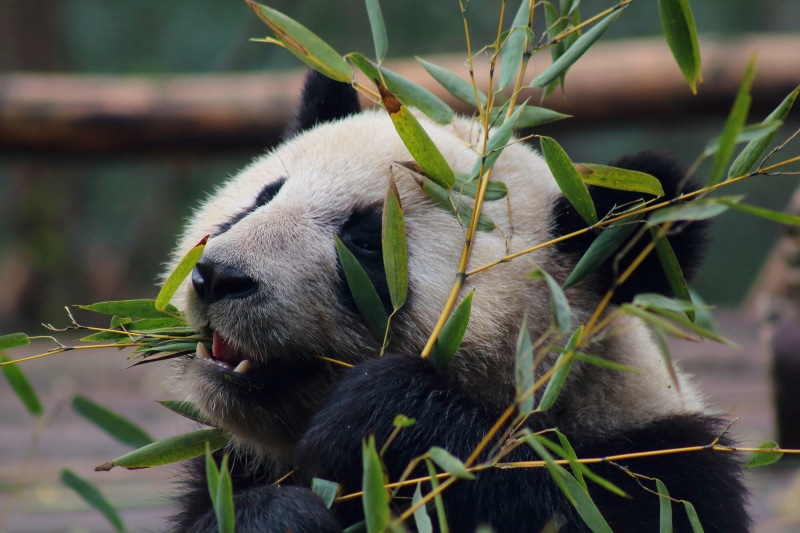 plant part, herbivorous, nature, no people, animal wildlife, one animal, close-up, panda, outdoors, bamboo - plant, Zoo, focus on foreground, animals, leaf