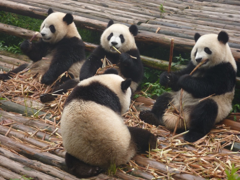 giant panda, plant, relaxation, eating, panda, pandas, animals in the wild, animal family, animal themes, bear, panda - animal, mammal, animal wildlife
