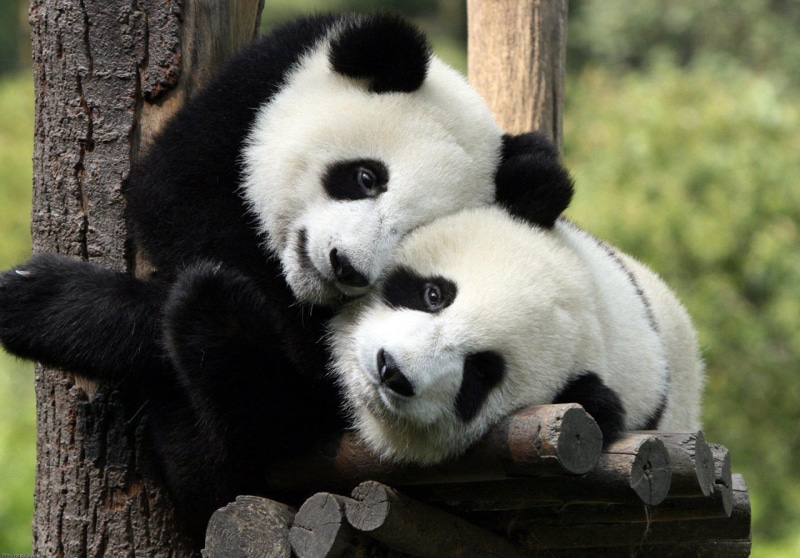animal, no people, animal images, endangered species, cuties, cute, wild desktop images, relaxation, group of animals, nature, herbivorous, 2K, animals in the wild
