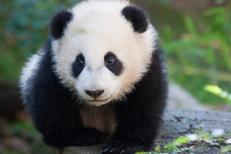 portrait, animal themes, animal, panda  screensaver, 1080P, one animal, day, no people, vertebrate, mammal, giant panda, zoo, bear, animal eye, cute, herbivorous