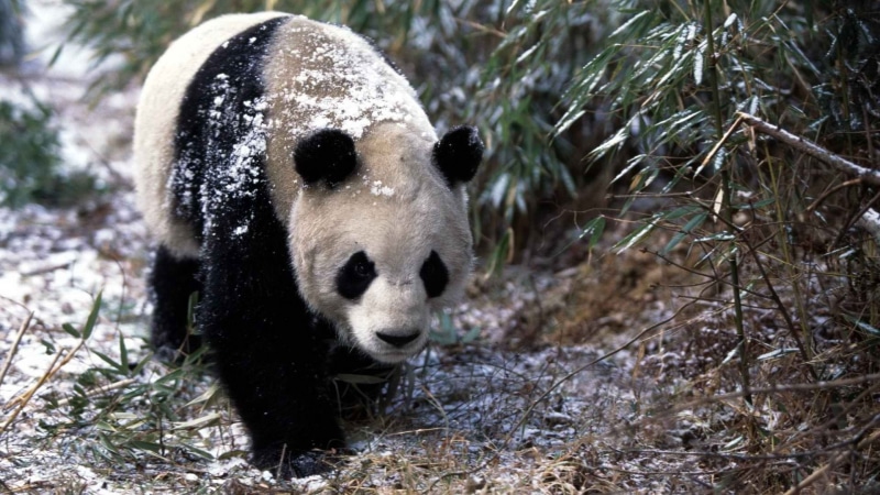 grass, 1080P, bear, herbivorous, wildlife, animal wildlife, black Color, wildlife Reserve, panda, wilderness Area, winter, vertebrate, outdoors, forest