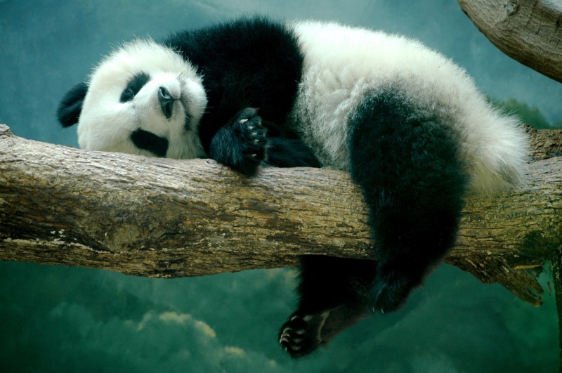 animal themes, resting, panda - animal, relaxation, primate, animals in the wild, bear, sleeping, animal wildlife, giant panda, lying down, panda picture desktop