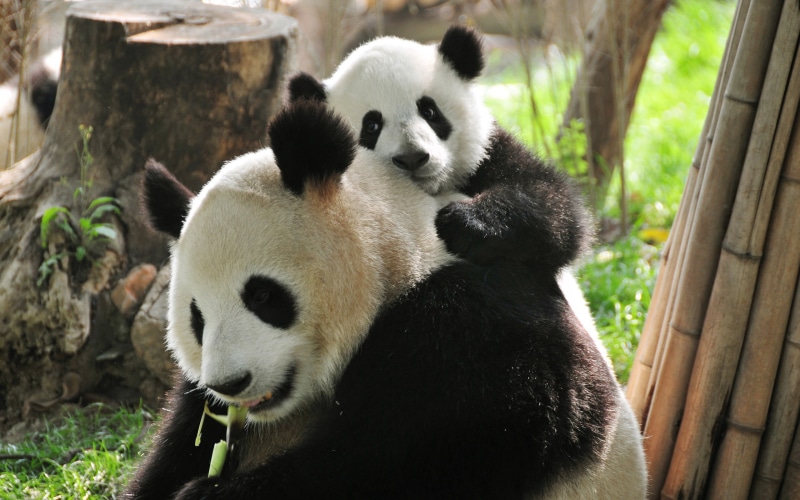 2K, hd, animal wildlife, sitting, mammal, zoo, animal themes, giant panda, animal, nature, no people, vertebrate, panda - animal, animals in the wild