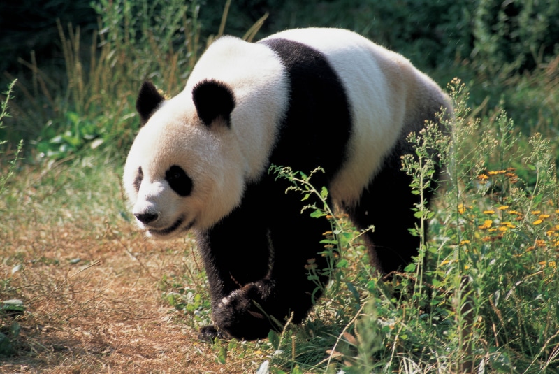 cute, animal wildlife, green Color, land, large, no People, panda - Animal, zoo, wildlife, wildlife Reserve, white, asia, sichuan Province, vertebrate
