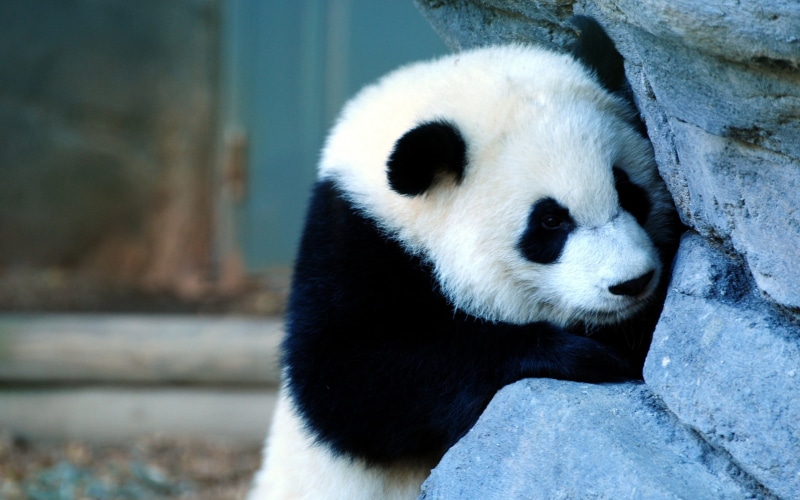 sadness, animals And Pets, cute, black, black Color, looking away, herbivorous, wildlife Reserve, wilderness Area, panda, asia, china - East Asia, baby