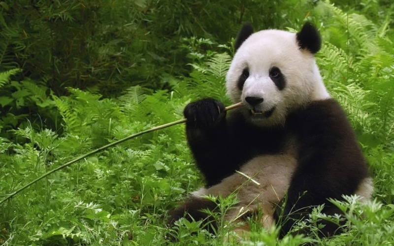 animal, green color, herbivorous, panda - animal, animal wildlife, bamboo - plant, 1080P, bear, one animal, giant panda, day, endangered species, no people