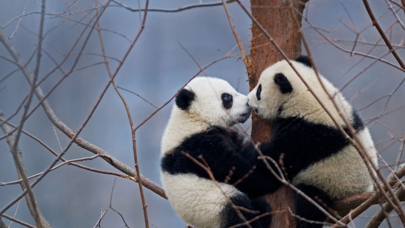 Wenchuan-Oolong, bears, the giant Panda, 1080P, China, reserve
