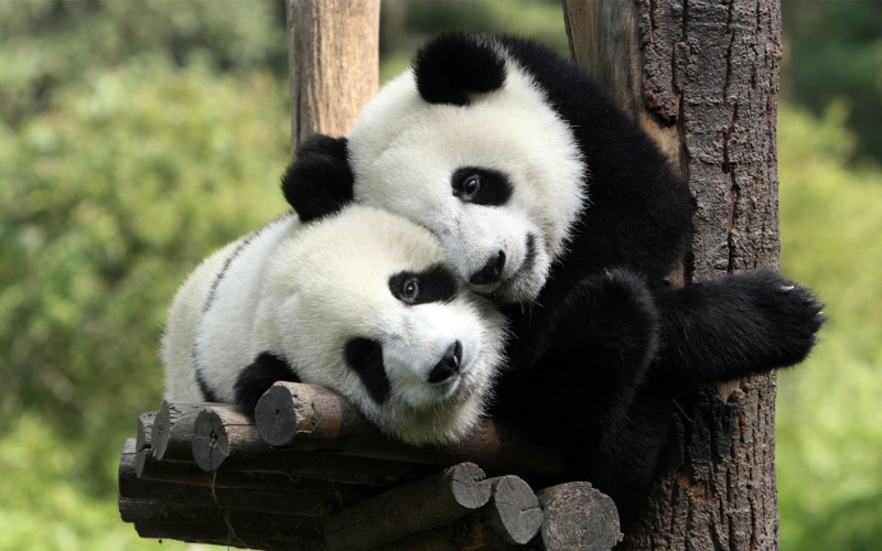 bamboo - plant, Panda, Animals, bear, two, giant panda, endangered species, cute, no people, mammal, love, animal, 1080P, relaxation, vertebrate, animal themes