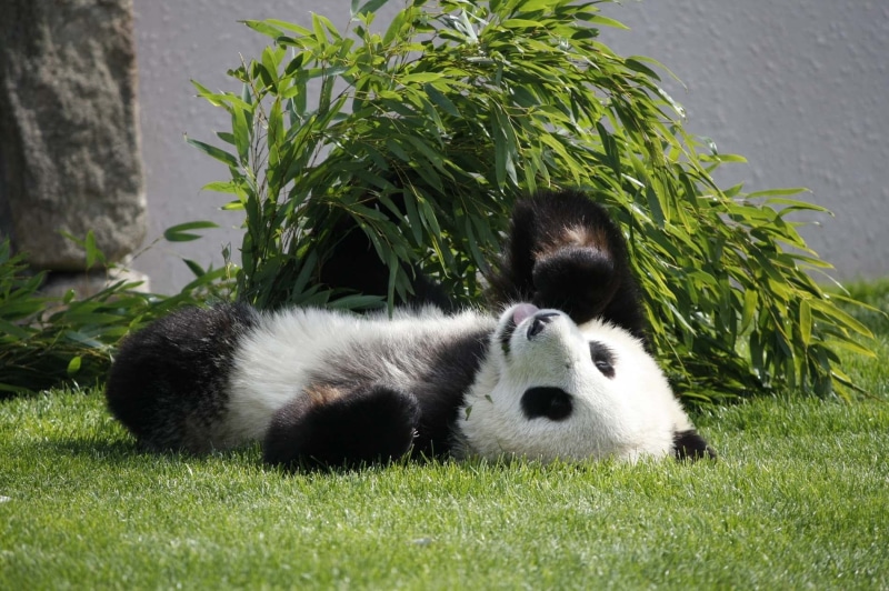 giant panda, plant, outdoors, mammal, young Animal, relaxation, small, lie, eating, grass, panda, animals And Pets, 720P, domestic animals, black, zoo