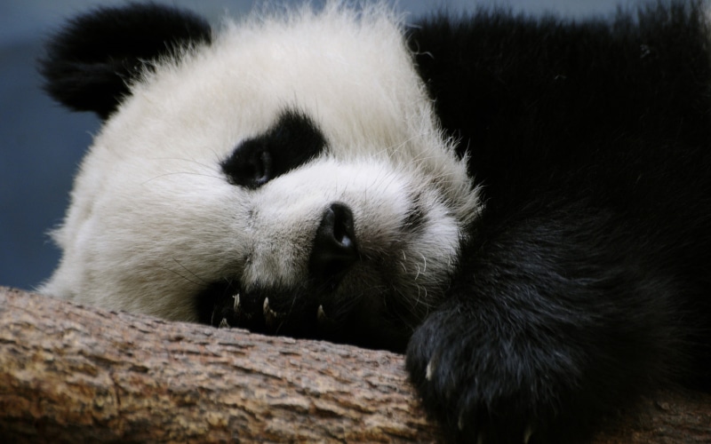panda, fur, chengdu, black Color, animal wildlife, white, animals In The Wild, giant Panda, asia, log, wildlife Reserve, nature, wood - material, spotted