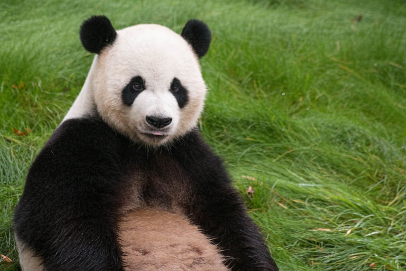 zoo, animal, Panda, animals in the wild, cute, asia, sitting, giant panda, in voice of endangered, panda - animal, animal themes, day, animals, green, pairi daiza