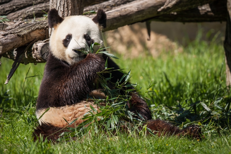 bear, animals In The Wild, giant Panda, plant, one Animal, outdoors, eating, herbivorous, zoo, tree, animal wildlife, 4K, wildlife, china - East Asia