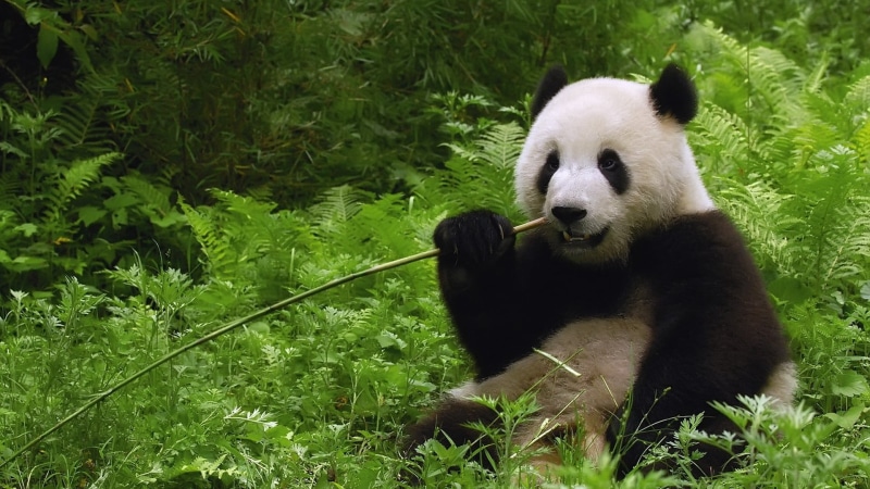 bear, wildlife Reserve, bamboo - Plant, plant, asia, sichuan Province, nature, animal wildlife, wilderness Area, land, cute, white, animal themes, wildlife