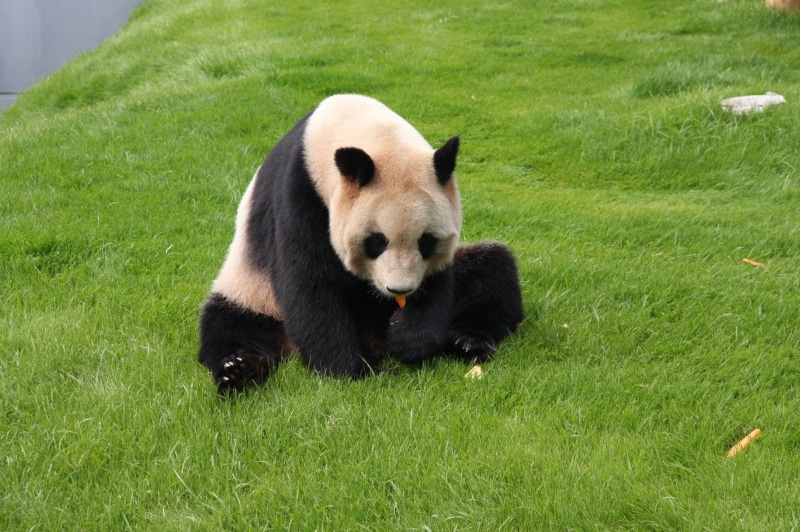 cute, one Animal, day, bear, animals And Pets, asia, outdoors, eating, forest, land, animal wildlife, wildlife, green Color, grass, nature, panda - Animal
