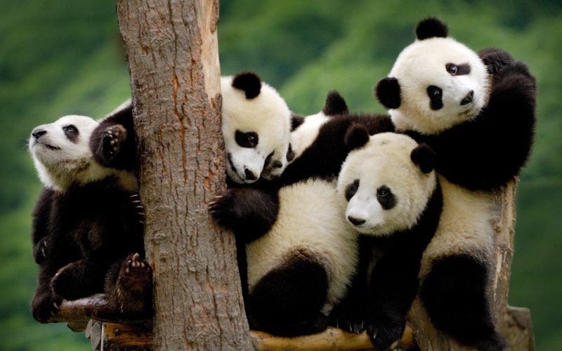 white, black Color, animals And Pets, group of animals, wild Animals, chengdu, animal wildlife, one Animal, asia, outdoors, zoo, five, close-up, mammal