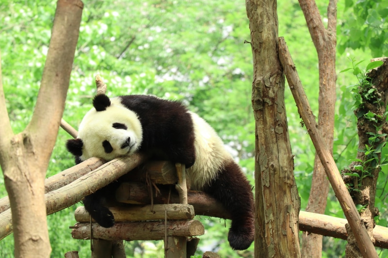 animal themes, giant panda, tree, animal wildlife, panda - animal, trunk, animal, day, lazy, zoo, herbivorous, tree trunk, bamboo - plant, animals in the wild