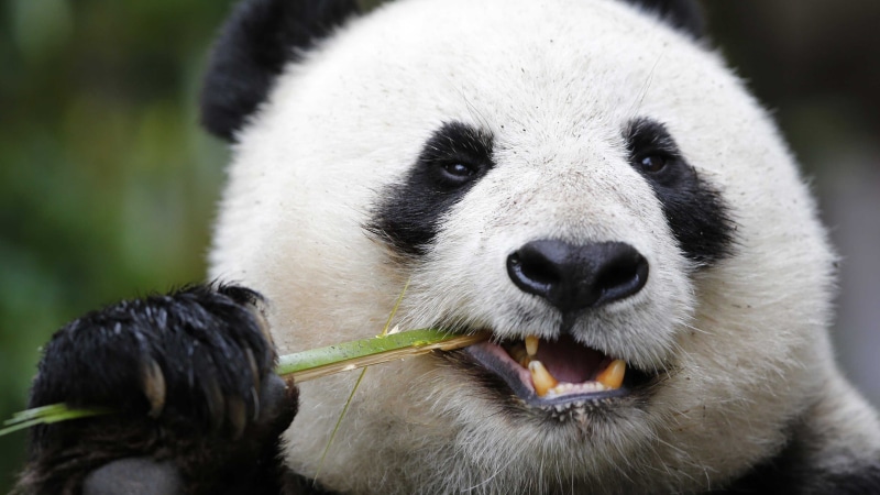 Giant Panda Zoo, 4K, Cute animals, Panda