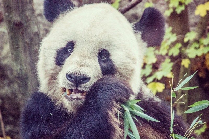 mammal, giant panda, vertebrate, day, insect, vienna, zoo, one animal, animal, eating, panda, animal wildlife, mantis, austria, flora, bear, plant, tiergarten