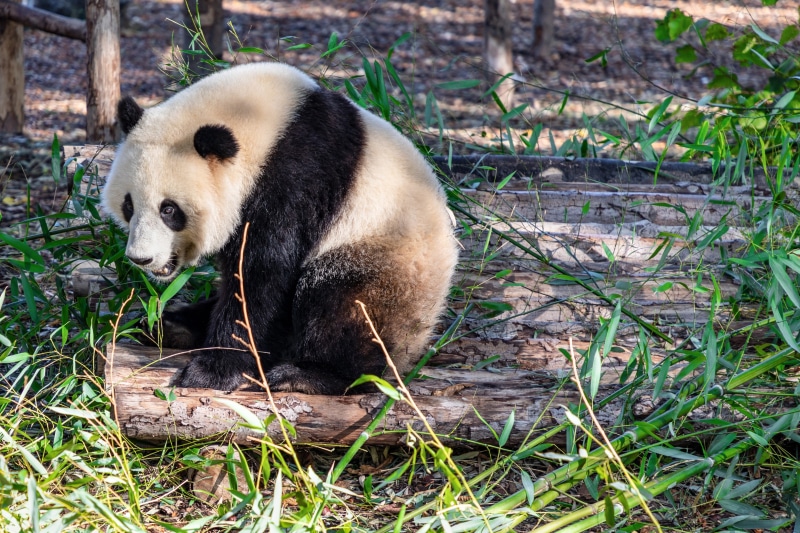 china, mammal, animal world, bears, bamboo, bamboo - plant, animal themes, 4K, bear, giant panda, nature, no people, herbivorous, animal, vertebrate, white