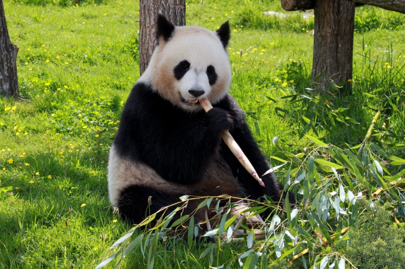 sitting, giant panda, day, herbivorous, zoology, animals, fauna, beauvalle, nature, green color, animals in the wild, endangered species, eating, vertebrate