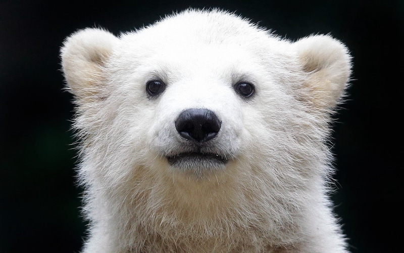 white, animal eye, endangered Species, zoo, hair, one Animal, close-up, giant Panda, large, white color, front view, bear, animal head, animal, animal hair