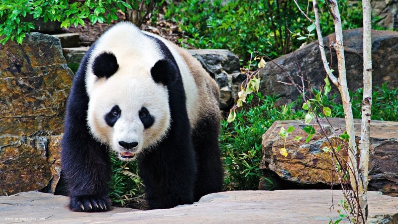 animal, park - Man Made Space, herbivorous, china - East Asia, animal themes, one Animal, vertebrate, living Organism, animals in captivity, tree, white