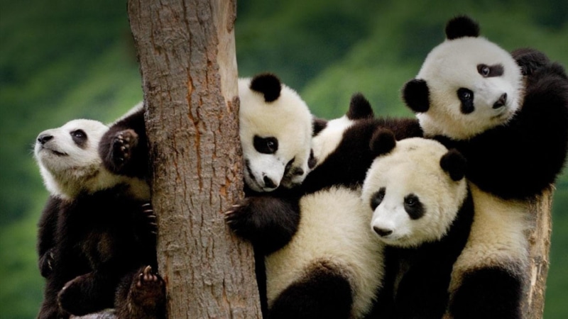 bear, panda, 1080P, cute