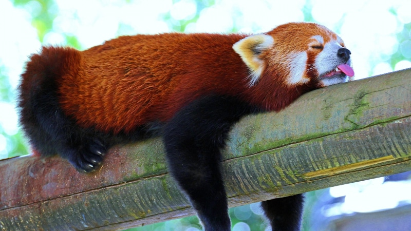 the red bear-cat, mammal, 4K, ailurus fulgens, bear, red panda, cute, animals, red cat-bear, tree