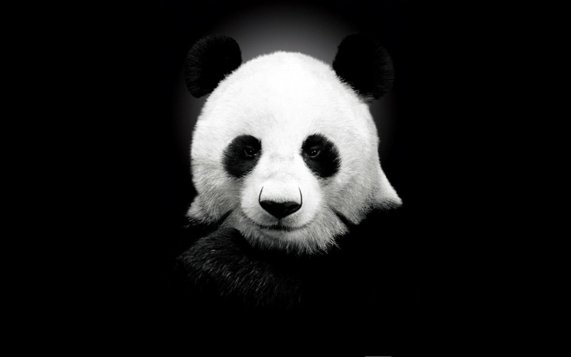 pabear, panda, cute, animals, bear, white, face, black, 1080P