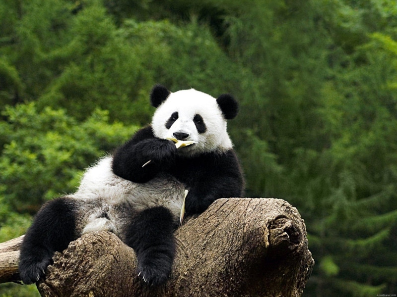 panda, bamboo, animals, relaxing, 1080P, white, big, bears, green, black, pa