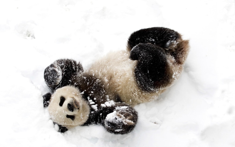 season, winter, field, 1080P, toy, cute, powder snow, white color, high angle view, snow, cold temperature, white, outdoors, frozen, animal themes, day