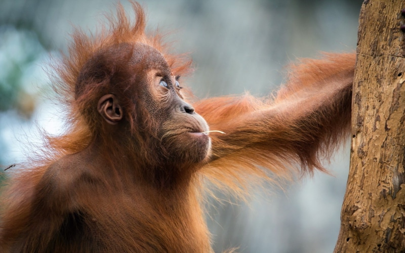 1080P, animals, apes, mammals