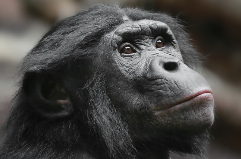 animal body part, animals in the wild, focus on foreground, vertebrate, close-up, zoo, face, looking, primate, mammals, animals, 1080P, animal, mammal