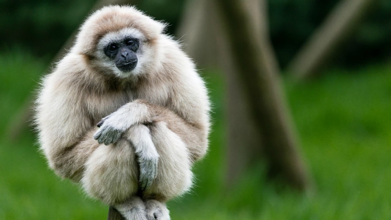 animals, apes, gibbons, 1080P