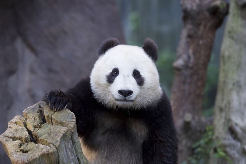 bear, 1080P, Nature, panda, white, black