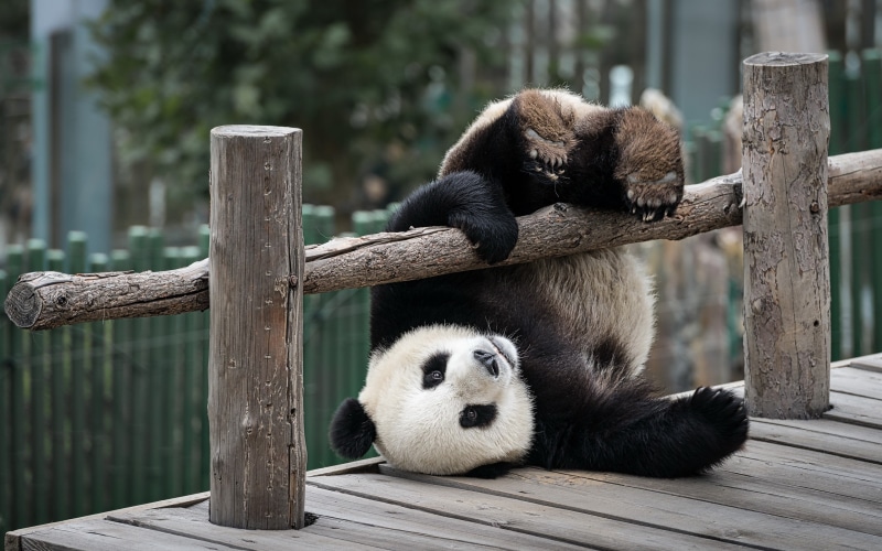 black, s, panda, playing, bear, 2K, Amazing Animals, white
