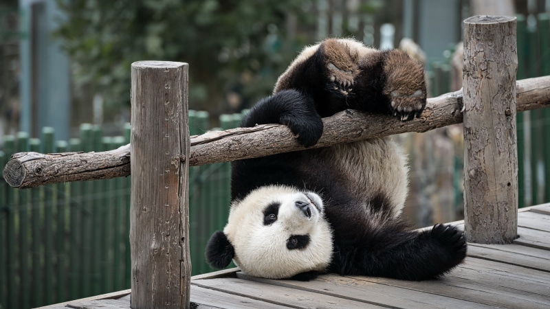 wooden surface, humor, trees, upside down, fence, wood, panda, 1080P, animals, falling