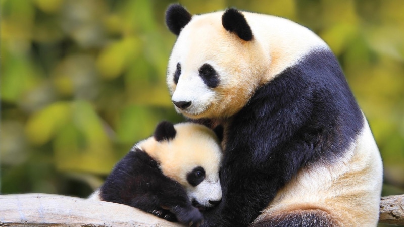 1080P, white, black, animals, pa, bears, baby, panda, love