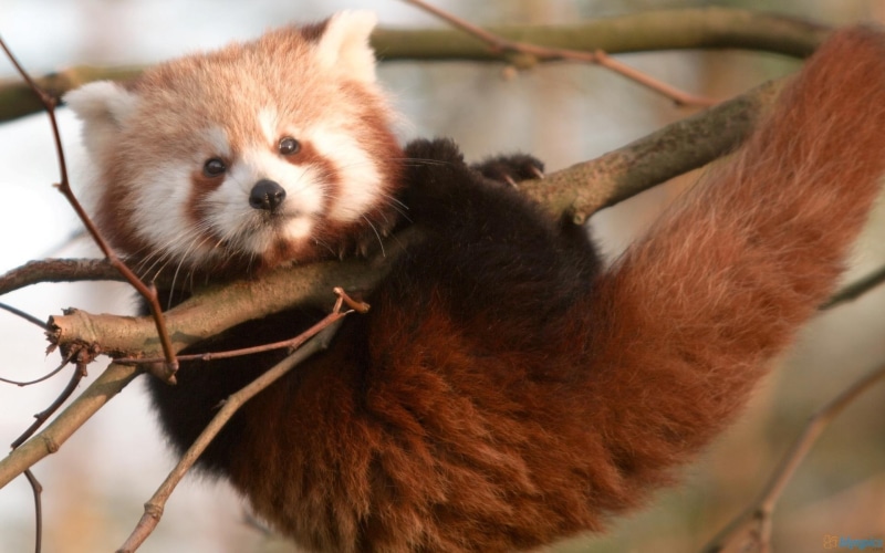 cubs, pa, cub, 1080P, pandas, bears, baby animals, animals, cute, red